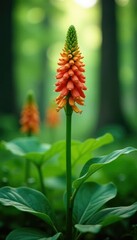 Obraz premium Agrostophyllum inflorescence in lush forest environment, greenery, botanical