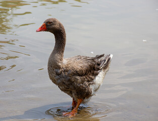 A solitary grey goose, its plumage reflecting the muted light of the day, stands poised on the...
