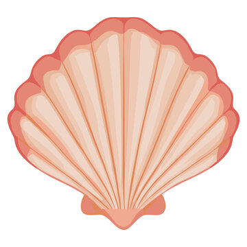 Scallop illustration seashell art vector