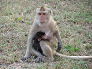 Mother monkey sitting on grassy ground, tenderly holding baby monkey, capturing intimate moment of nurturing bond in lush thai wilderness