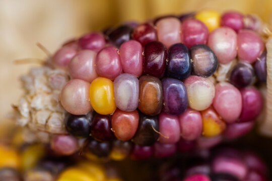 colourful heirloom popping corn with purple kernels freshly harvested from garden