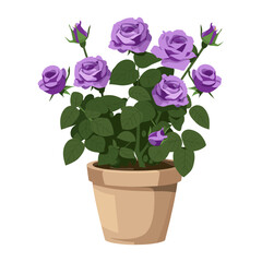 Potted plant purple roses pot illustration flower vector