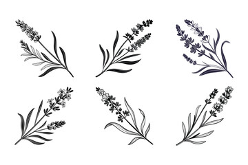 Lavender (Lavandula spp.) silhouette vector illustration