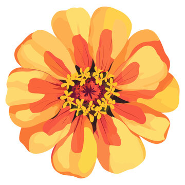 yellow orange zinnia flower isolated clip art preview