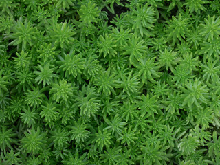 Beautiful Leaves pattern for nature Background.