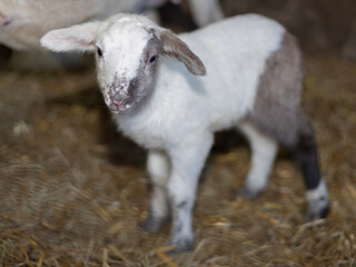 Young sheep lamb with black, gray and white coloration