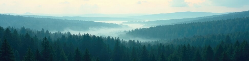 Obraz premium A vast expanse of misty spruce forest stretching towards the horizon, spruce, misty