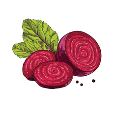 Hand drawn fresh beetroot cut in half and slices. Vector illustration isolated on white background.