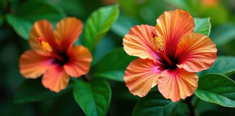 Colorful hibiscus leaves on a Guadeloupe bush, botany, green, tropical