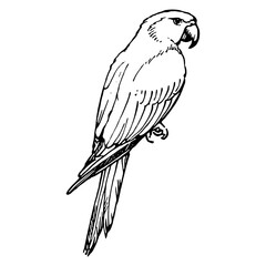 Fototapeta premium Parrot bird sketch drawing art vector