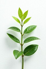 Obraz premium Syngonium Albo Variegata plant on a minimalist white background, foliage, minimalist