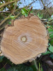 Annual growth rings on tree. Trees cut and damaged. Tree trunk in a cross-section. Cut wood pine background.