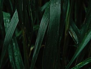 raindrops on the green leaves of a reed. close-up