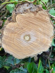 Annual growth rings on tree. Trees cut and damaged. Tree trunk in a cross-section. Cut wood pine...