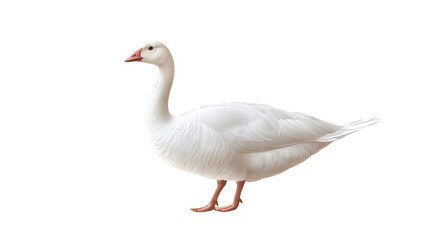Obraz premium Duck isolated on white transparent background PNG