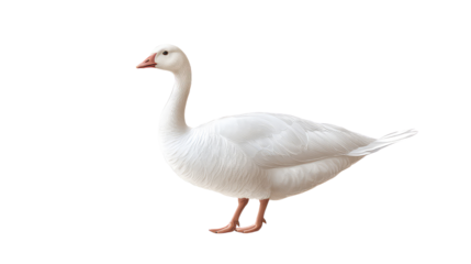 Duck isolated on white transparent background PNG