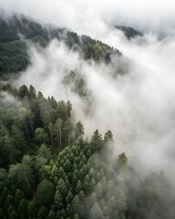 A misty forest with tall trees and rolling hills in the background.