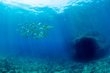 group of fish swimming in the ocean, the water is blue and the sun is shining, the fish are swimming in a line and there are many of them
