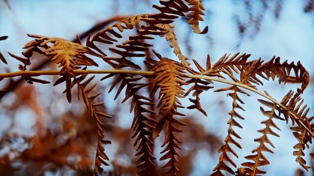 Bracken Fern in the Fall/Autumn close up stock footage