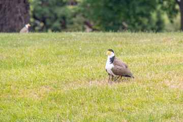 Masked lapwing Vanellus miles, spur-winged plover with young chicks under its wings Tasmania Australia