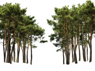 Isolated Tall Pine Trees