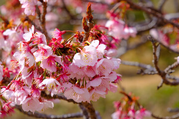 春に咲き誇る桜