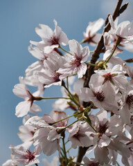 Fototapeta premium Cherry Blossom in Full Bloom Against a Soft Blue Sky in Spring