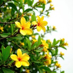 Fototapeta premium Blooming yellow frangipani tree with lush foliage and branches, bloom, flower, tree