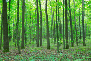 Forest trees. nature green wood sunlight backgrounds