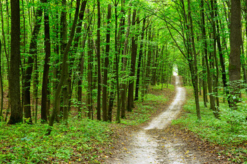 Fototapeta premium Path in green summer forest