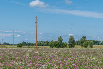 landscape with pink and white flower meadow, electricity poles, blue sky in summer