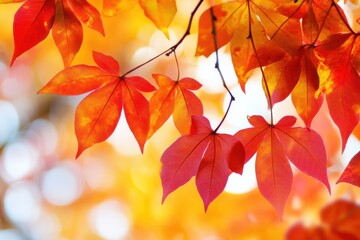 Vibrant autumn leaves in warm hues.