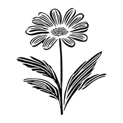 Daisy drawing art flower vector