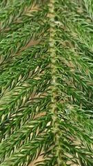 close up of green pine needles