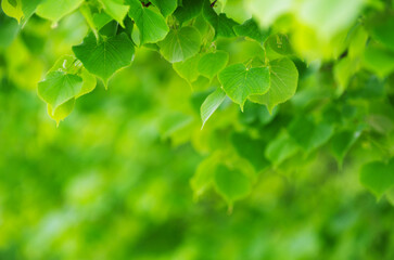 green leaves on the green backgrounds