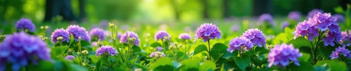 Fototapeta premium Purple hydrangea flowers scattered throughout a lush green meadow, nature photography, blooming flowers