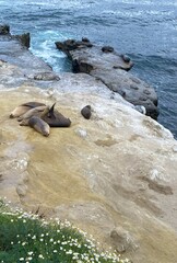 Sea lions on rocks