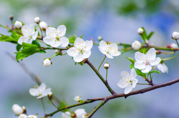 Cherry branch with beautiful background