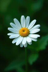 Fototapeta premium Single white daisy against a backdrop of dark green, organic, leaves