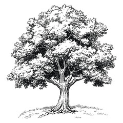 Fototapeta premium Oak tree art drawing sketch vector