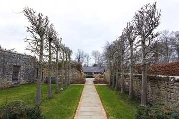 Obraz premium Avenue of pleached lime trees in winter