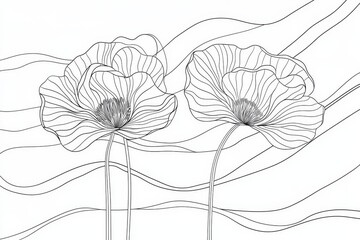 Fototapeta premium Poppy flowers depicted in a continuous line art style. Doodle floral border showcasing two blossoms amidst grass. Minimalist black linear design set against a white background. Modern illustration
