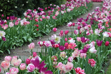 Fototapeta premium Garden path lined with pink and purple tulips