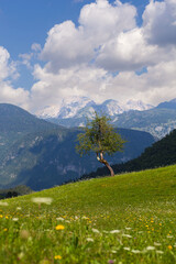 Fototapeta premium Tree in a lush, Triglav National Park near Lake Bohinj, Slovenia