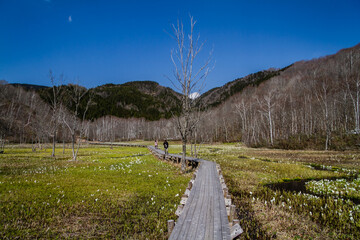 （岐阜県飛騨の自然）飛騨市　池之原湿原の水芭蕉、リュウキンカ　5月
