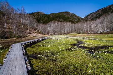 （岐阜県飛騨の自然）飛騨市　池之原湿原の水芭蕉、リュウキンカ　5月
