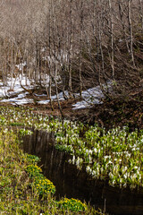 （岐阜県飛騨の自然）飛騨市　池之原湿原の水芭蕉、リュウキンカ　5月
