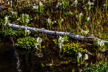 （岐阜県飛騨の自然）飛騨市　池之原湿原の水芭蕉、リュウキンカ　5月
