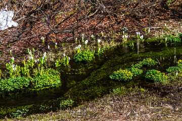 （岐阜県飛騨の自然）飛騨市　池之原湿原の水芭蕉、リュウキンカ　5月
