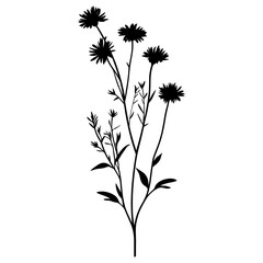 Wild flower Spreading Aster illustration silhouette minimalist vector